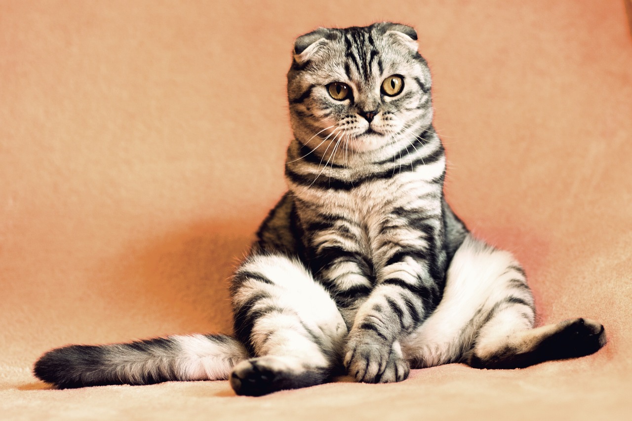 Understanding Feline Behavior - What Cats Really Want